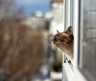 Кот в окне
