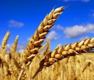 На Украине спрогнозировали урожай-2022