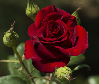 Украина введет 56%-ную спецпошлину на импорт роз