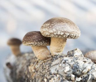 У грибов доказан безусловный противораковый эффект