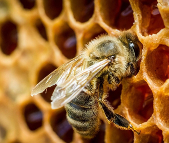 Раскрыт вред пестицидов для мозга медоносных пчел