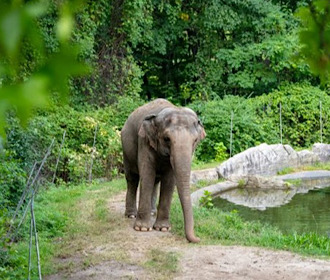 Слониха подала в суд на зоопарк из-за неволи