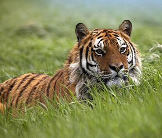 В Бангладеш поймали браконьера, который убил около 70 бенгальских тигров