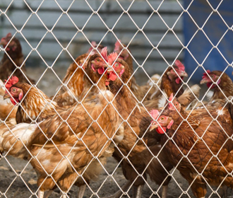 Украина запретила ввоз яиц и птицы из Чехии из-за птичьего гриппа