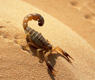 В Египте курортный город заполонили скорпионы
