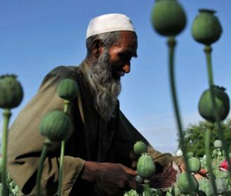 Афганистан увеличил производство опиума – ООН