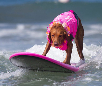 В Бразилии повели чемпионат по серфингу для собак