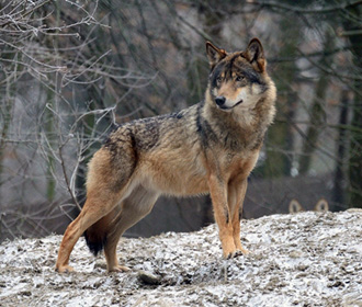 В Борисполе трех волков под видом собак пытались вывезти в Непал