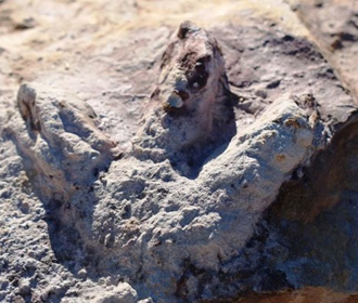 В Польше нашли сотни отпечатков лап динозавров