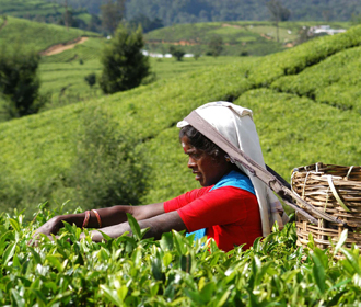 На Шри-Ланке на 16% снизилось производство чая