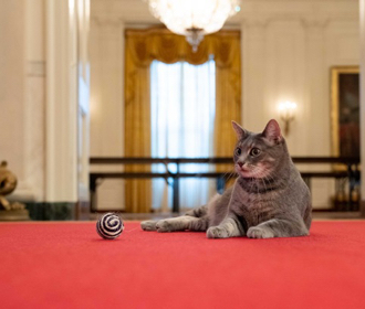 В Белом доме впервые за 13 лет поселилась кошка