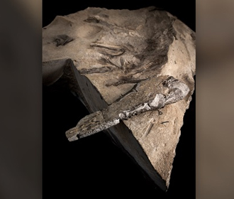 Найден скелет крупнейшего птерозавра юрского периода