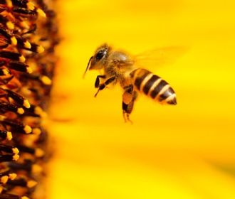Пчелы могут различать четные и нечетные числа