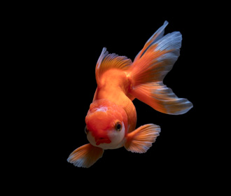 Ученые разгадали, как золотые рыбки ориентируются в пространстве