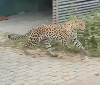 В Индии нападению леопарда подверглись 15 человек