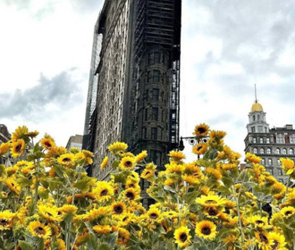 В Нью-Йорке высадили сотни подсолнухов в поддержку Украины