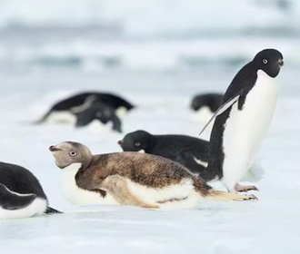 В Антарктиде появился редкий представитель нелетающих птиц