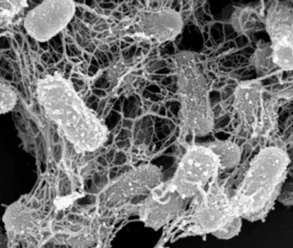 Созданы автономные наносети, способные захватывать и убивать супербактерии