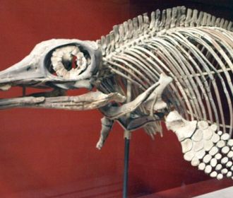 Обнаружены останки древнего животного, старше динозавров