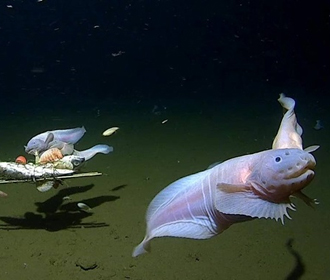 Исследователи зафиксировали самую глубоководную рыбу в мире