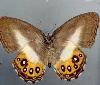 Новый род бабочек назвали в честь злодея из Властелина колец