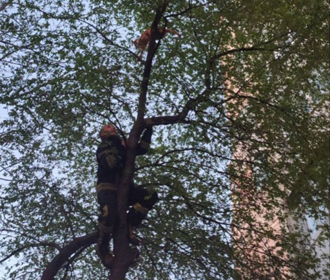 В Одессе женщина и кот застряли на высоком дереве