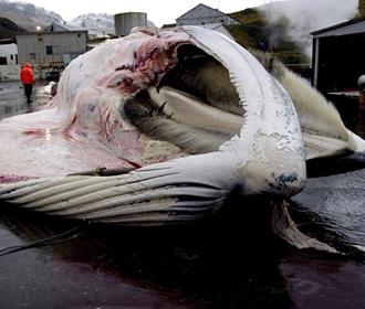 Исландия отменила запрет на убийство китов в открытом море