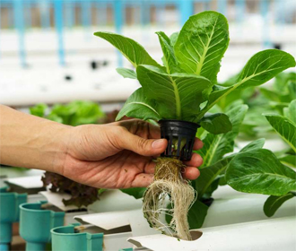 Выращивание растений методом гидропоники — это выгодно или нет