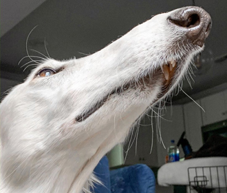 Хорт претендует на звание самой длинноносой собаки в мире