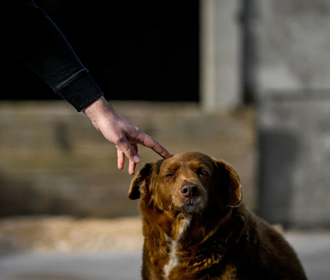 В возрасте 31 года умерла самая старая собака в мире - GWR