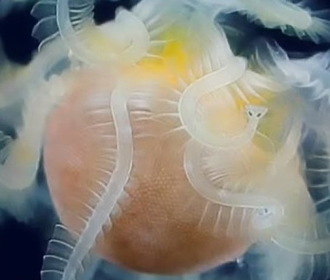 Ученые идентифицировали морское существо в виде шара с 1000 загадочных организмов