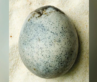 В Британии нашли невредимое яйцо, которому почти две тысячи лет