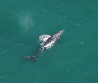 Ученые впервые за 200 лет заметили серого кита в Атлантическом океане