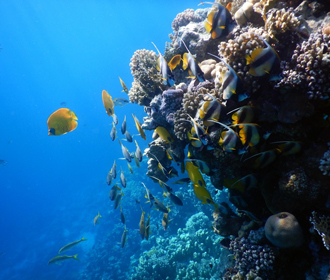 Ученые зафиксировали масштабное обесцвечивание коралловых рифов в мире