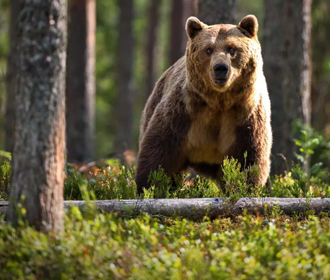 Число медведей в Украине растет - Times